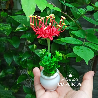 Hoa Đất Sét Mini- Hoa Bỉ Ngạn