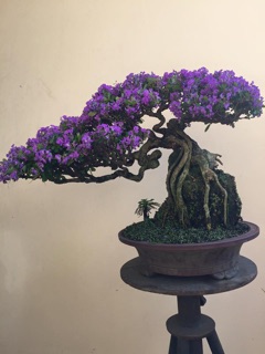 Cây giống linh sam siêu bông