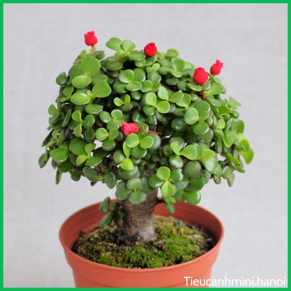 Cây Ngọc Bích Đô La mini Bonsai để bàn ,trang trí nội thất, cây cảnh văn phòng