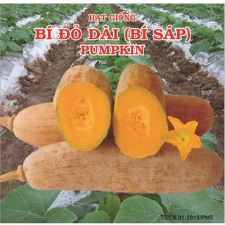 hạt giống bí đỏ trái dài(bí sáp) bịch 5gr