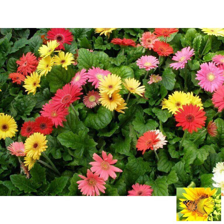 Gói 100 Hạt Giống Hoa Đồng Tiền Kép Lùn - Mix