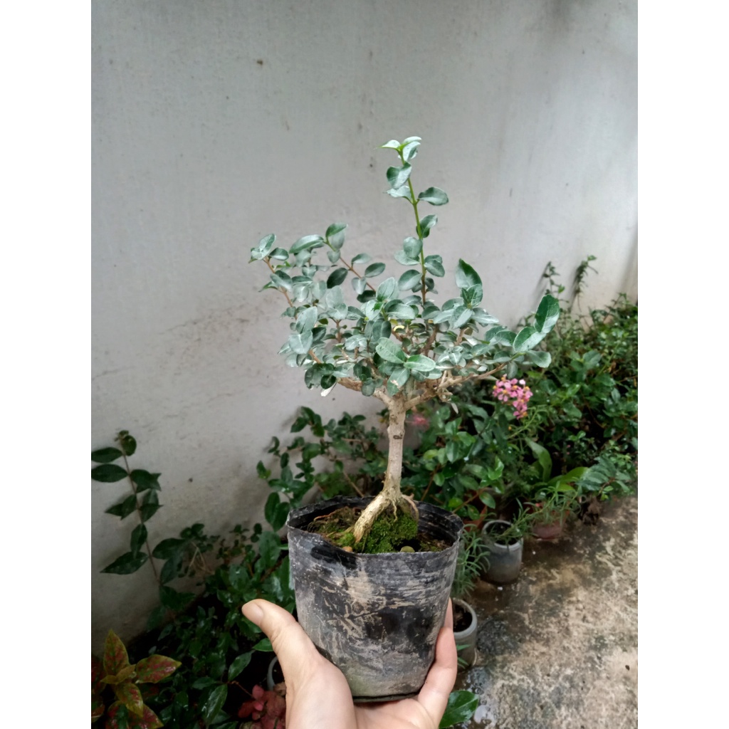 Cây cảnh bonsai mini để bàn, terrarium [Linh Sam và Sam Hương] - NeyuhGarden