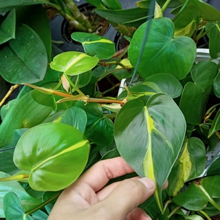 Chậu cây trầu bà Brazil philodendron - ship toàn quốc