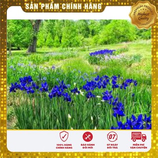 Hạt Giống Hoa Diên Vĩ Xanh (10 hạt ) IRIS