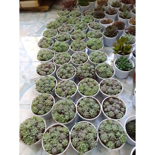 Sen đá dù hồng sz chậu trung