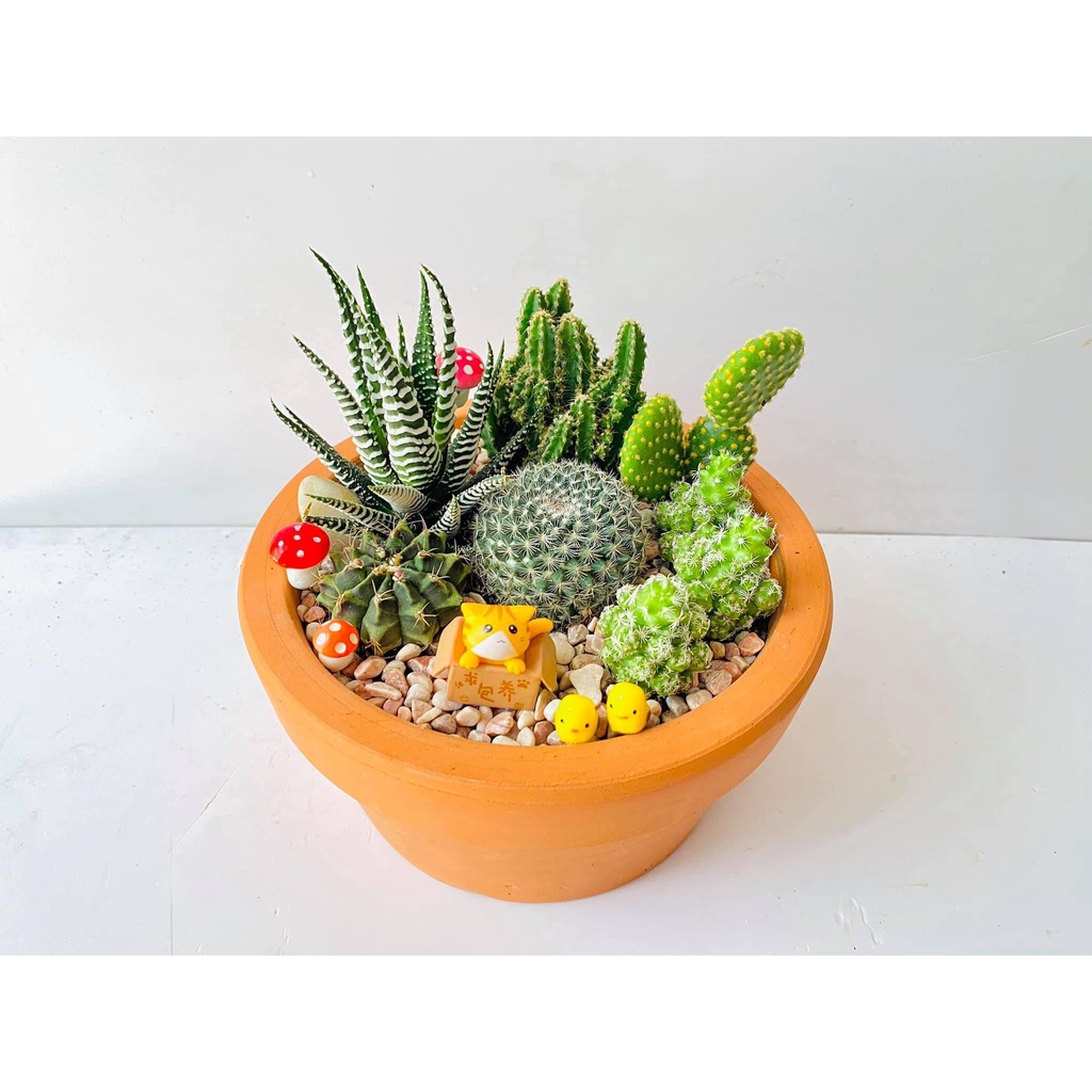 SET COMBO XƯƠNG RỒNG CÁC LOẠI + PHỤ KIỆN TRANG TRÍ + CHẬU