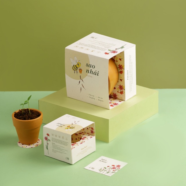 Kit Trồng Cây Mini - Hoa Sao Nhái | Plant Kit - Cosmos
