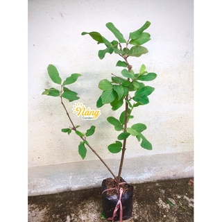 Cây giống ổi lê (ảnh thật)