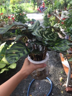 Cây đuôi công thuỷ sinh