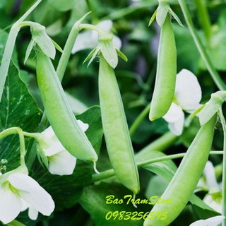 Hạt giống đậu Hà Lan  gói 50 gram xuất xứ Nhật Bản