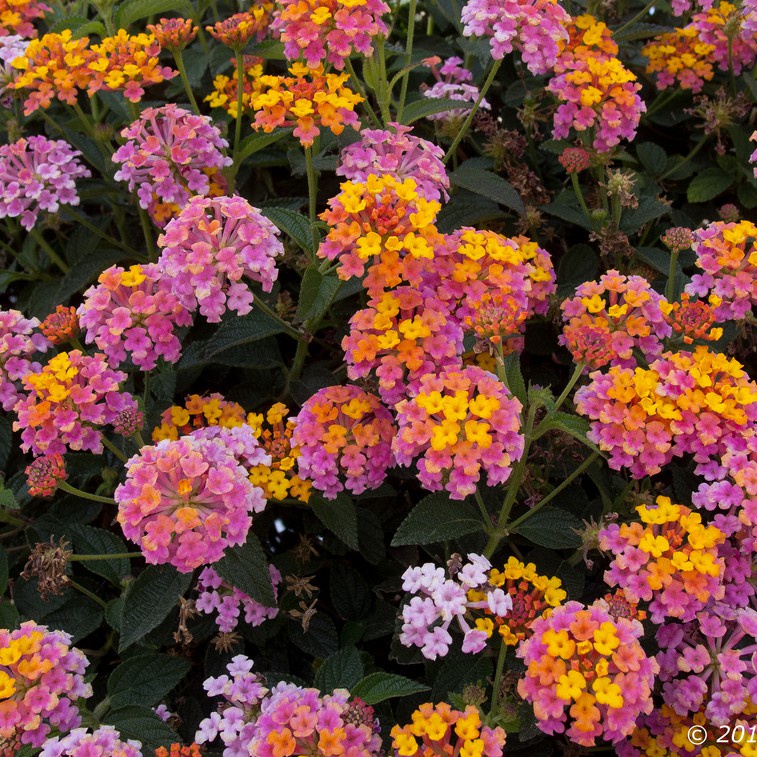 Hạt Giống Hoa Ngũ Sắc F1 loại dễ trồng năng suất cao chống sâu bệnh [Gói 100gram,200gram,500gram]