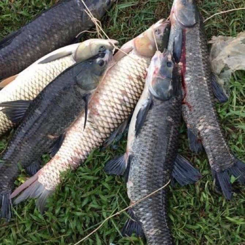 mồi thính dụ cá ăn siêu nhậy bắt cá trắm + chép + chôi + rô phi hàng cao cấp y hình