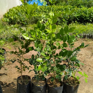 cây giống nguyệt quế