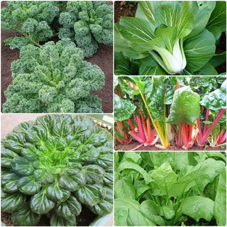 Combo 5 gói hạt giống rau cải dễ trồng - tặng 1 phân bón