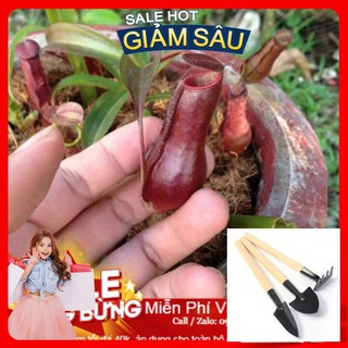 Hạt Giống Cây Nắp Ấm - 5 Hạt / Gói ( Hàng Loại 1 ) - Tặng Kèm Bộ Dụng Cụ Trồng Cây Mini