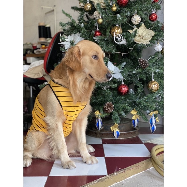 🐝 ÁO CON ONG 🐝 cho thú cưng