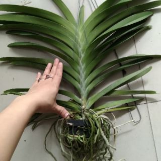 Vanda trưởng thành sắp hoa
