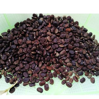  HẠT GIỐNG HOA ĐẬU BIẾC