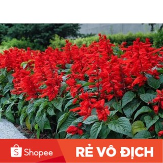 (SALE LỚN) 100 hạt giống hoa xp chất lượng cao