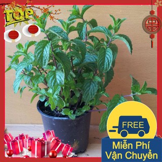 Combo 2 Gói Hạt Giống Cây Bạc Hà