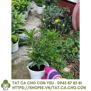 Chậu cây hoa cúc thân gỗ (cúc trường thọ - cúc vạn niên) trưởng thành - cây to đang cho hoa - giống cây lâu năm