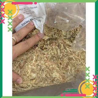 100gr rêu sâu chi lê - rêu trồng lan cao cấp