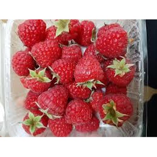 Phúc Bồn Tử Đỏ 1kg