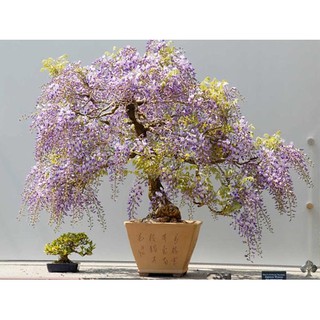 HẠT GIỐNG HOA TỬ ĐẰNG - 5 hạt/ gói