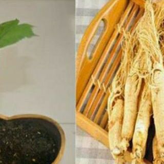 Hạt giống nhân sâm hàn quốc