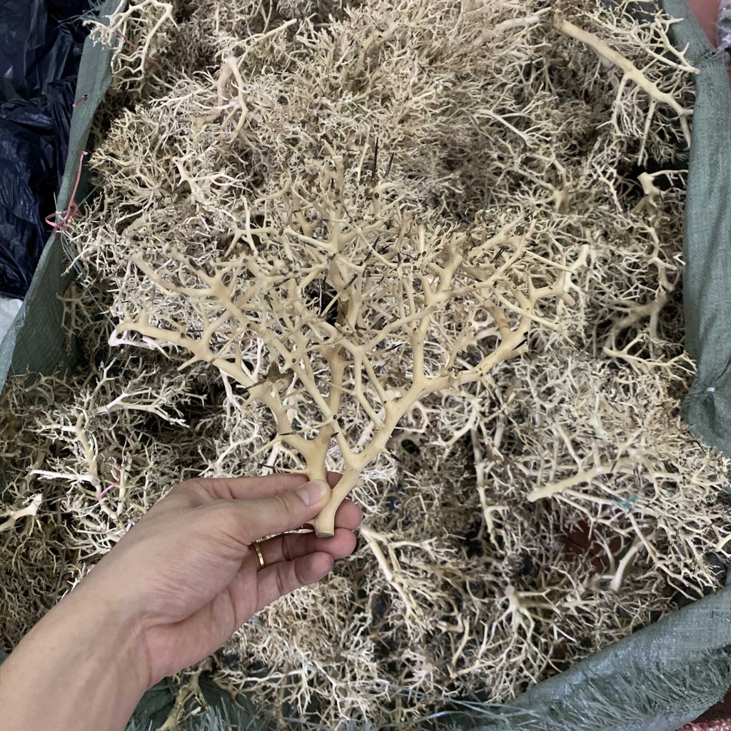 50Gr Lũa Xương Chùm Tán Quýt - Dùng Làm Tán Bonsai Trong Bể Thủy Sinh