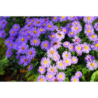 Hạt Giống Hoa Cúc Hà Lan Mix Đủ Màu (tặng kèm phân)