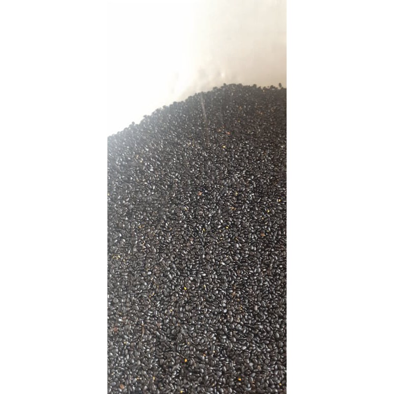 Hạt giống keo tai tượng - 1kg