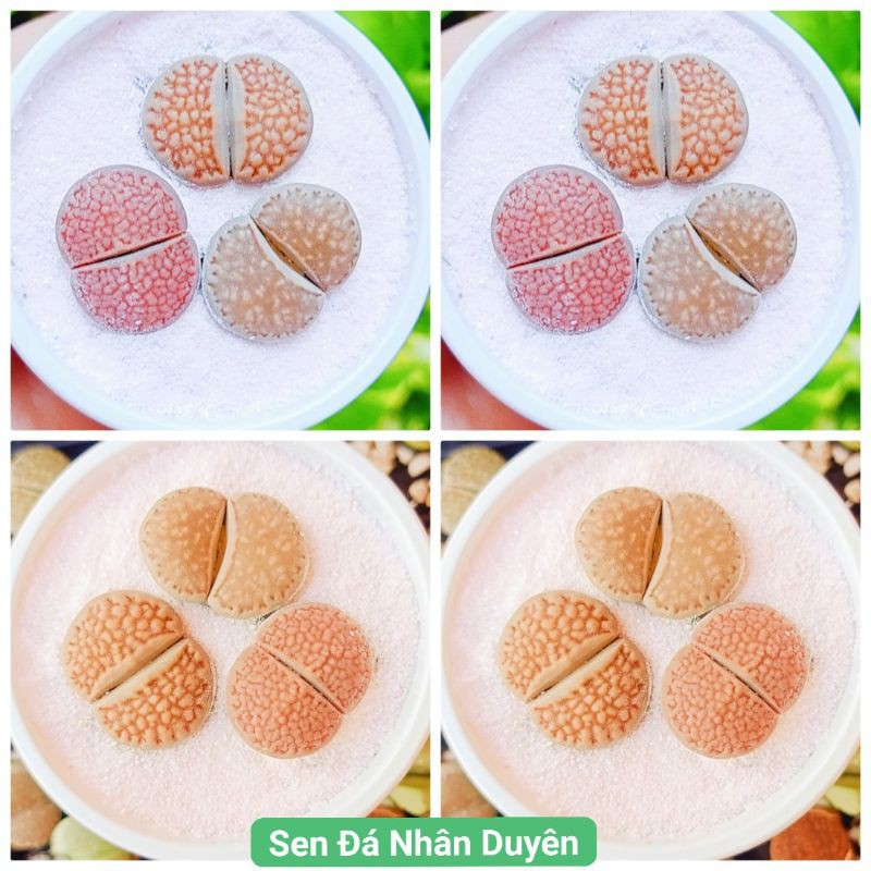 Lithops - thạch lan - sen mông mini siêu xinh (size từ 0.5 -2cm)