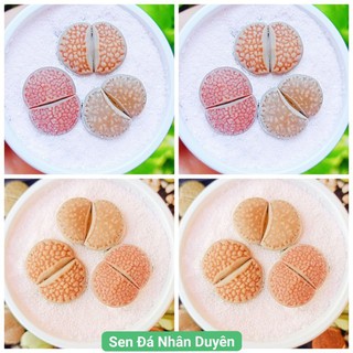 Lithops - thạch lan - sen mông mini siêu xinh (size từ 0.5 -2cm)
