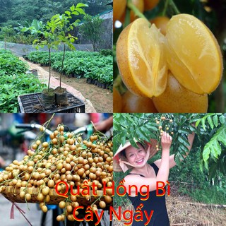 Giống cây Quất Hồng Bì, Quả hoàng bì cây ăn quả quả ngon và thơm, có vị chua chua ngọt ngọt, cao 50-70cm