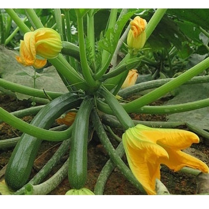 HẠT GIỐNG BÌ NGÒI XANH Cocozelle mùa hè, Gia truyền, Tuyệt vời để nấu ăn, Salad