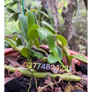 LAN PHI ĐIỆP CÁNH TÍM CHUẨN HOÀ BÌNH