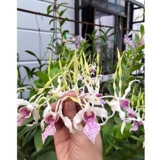 (1 chậu) Hoa lan dendro nắng râu dế lai sing - trồng vỏ thông (2 thân)