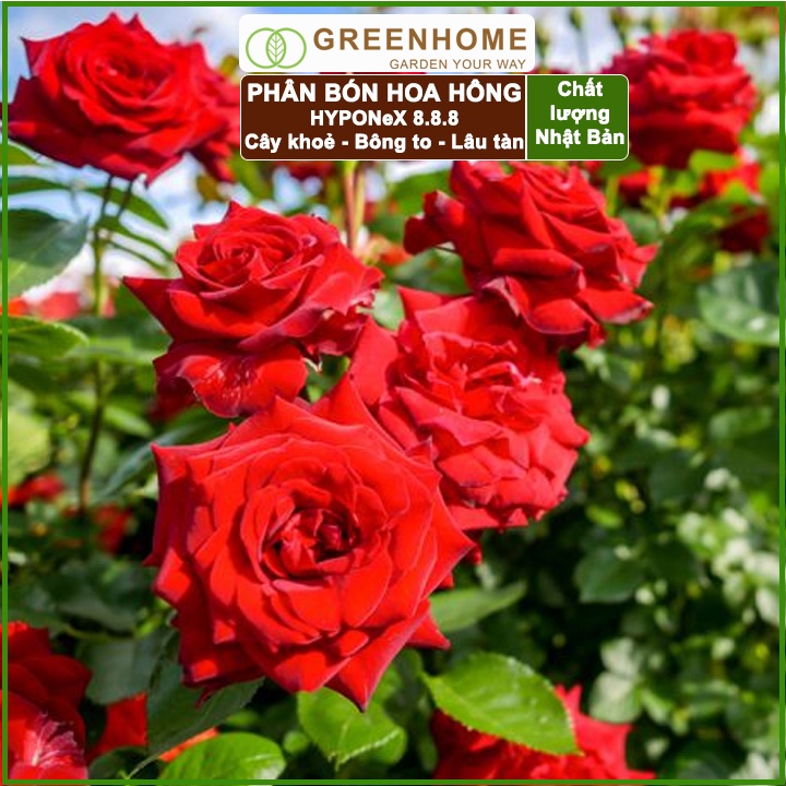 20 viên Phân bón hoa hồng Nhật, Hyponex 8.8.8, giúp thân to khoẻ, nhiều chồi, hoa to, lâu tàn |Greenhome