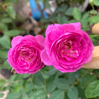 Hoa hồng ngoại cỡ trung, cây già khoẻ