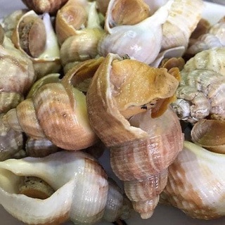Ốc Bulot Pháp nhập khẩu gói 1kg