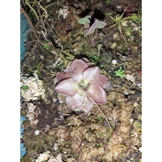 cây pinguicula weser