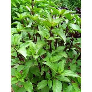 2 gram Hạt giống Rau Húng quế [CHẤT LƯỢNG]