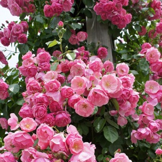 Cây Hoa hồng Angela- Trang trí sân vườn- Decor-Phong thuỷ-Cây hoa kiểng Đồng Tháp