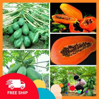 hạt giống đu đủ lùn ruột đỏ 5  hạt