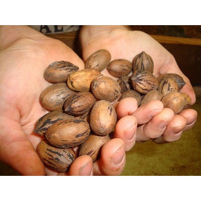 Hồ đào chuẩn Mỹ