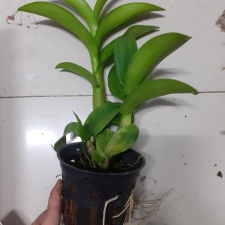 Hoa lan denro vàng lưỡi nâu
