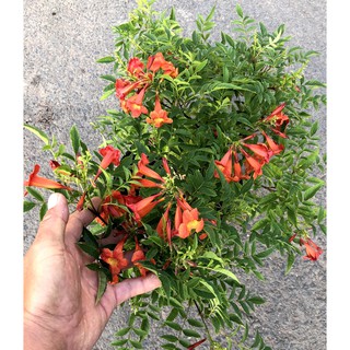 Chậu cây hoa Đăng Tiêu