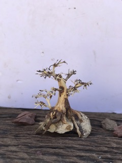 Bonsai cho bể cá thuỷ sinh 20x15