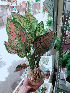 Chậu vạn lộc thuỷ sinh